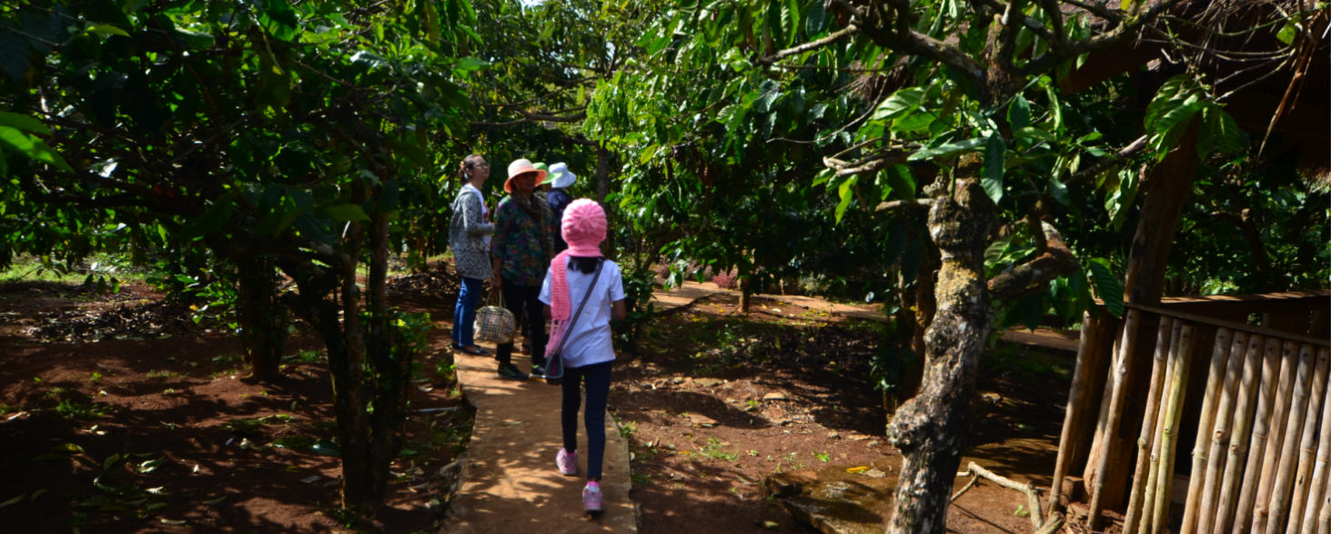 Mondulkiri Coffee Plantation